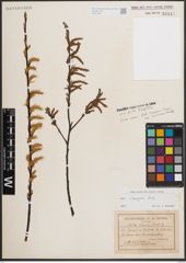Foto von Salix eleagnos Scop.